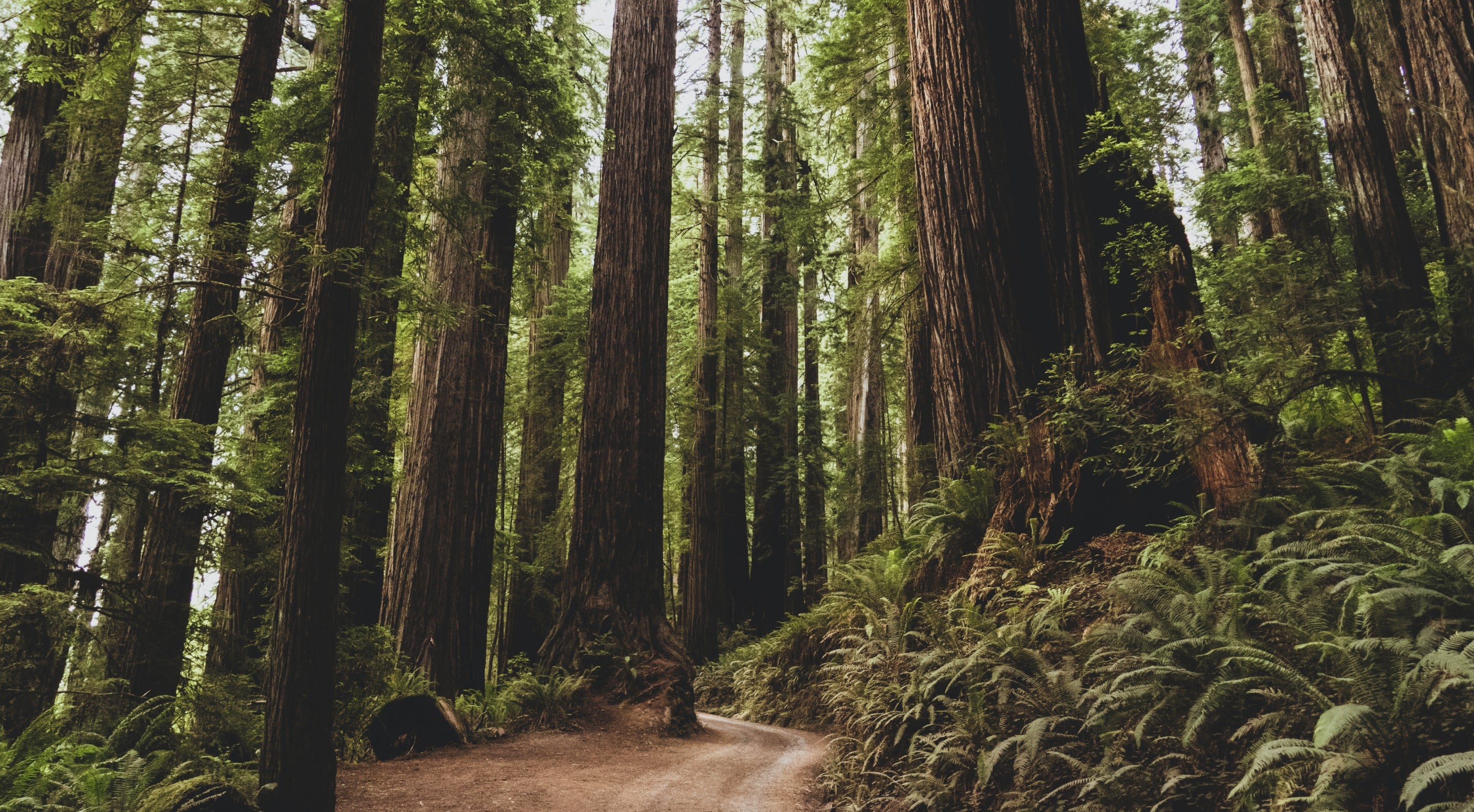 forest of trees and trail path